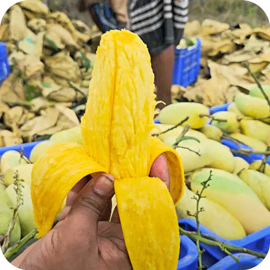 bananaMango2