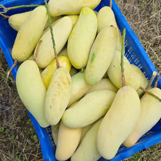 bananamain